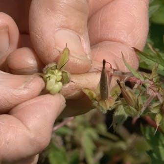blomsterfrø til haven blomsterfrø til haven
